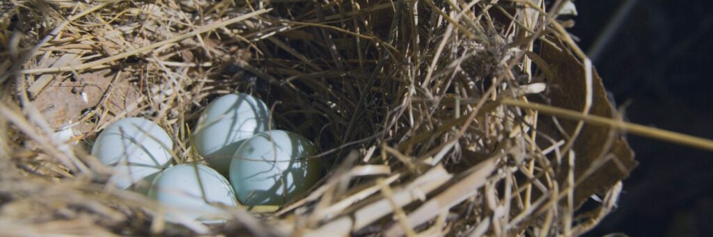 Pale blue eggs in a straw nest, a visual metaphor for a retirement nest egg